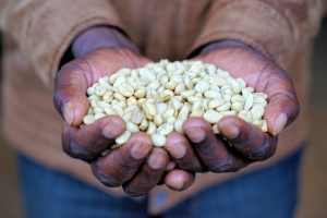 Farm Africa - hands holding Ethiopian coffee beans.