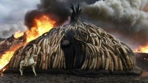 Kenya set alight 105 tonnes of ivory tusks in April to help tackle the illegal trade