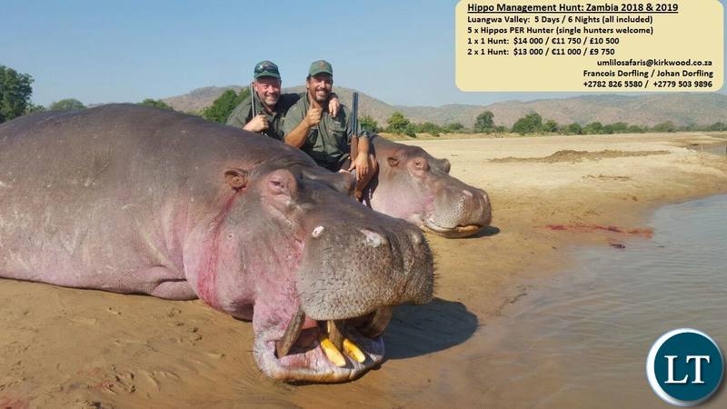 Umlilo Safaris advertisement for Hippo Hunting